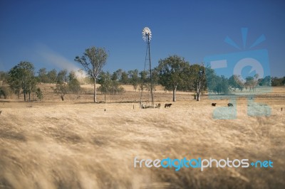 Windmill And Cows In The Countryside During The Day Stock Photo