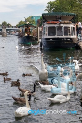 Windsor, Maidenhead & Windsor/uk - July 22 : Boats And Birds Alo… Stock Photo