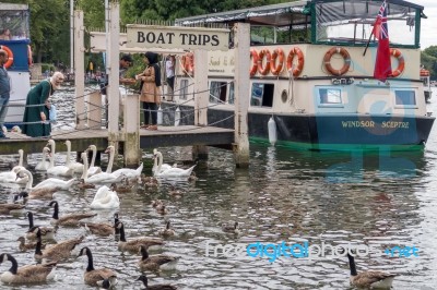 Windsor, Maidenhead & Windsor/uk - July 22 : Boats, Birds And Pe… Stock Photo