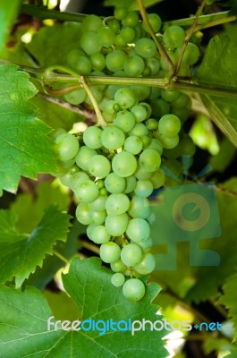 Wine Grapes Stock Photo