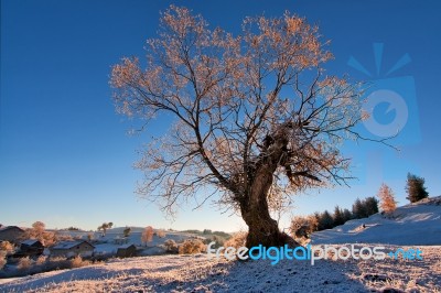 Winter Stock Photo