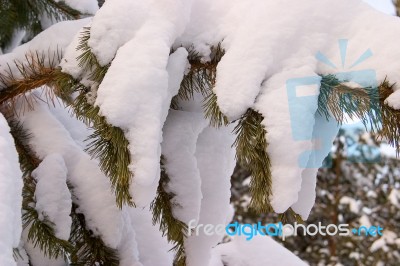 Winter Stock Photo