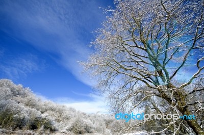 Winter Stock Photo