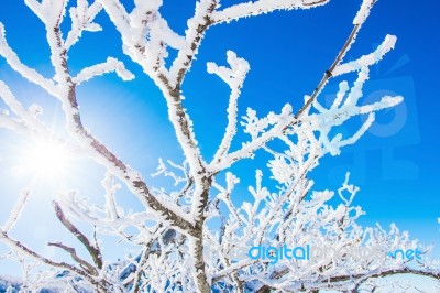 Winter And Sunny In Deogyusan,korea Stock Photo