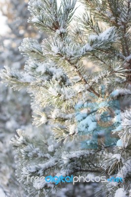 Winter Christmas Background Stock Photo