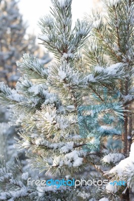 Winter Christmas Background Stock Photo