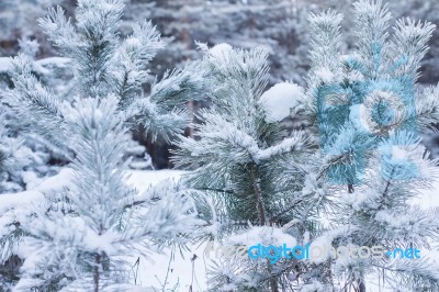 Winter Christmas Background Stock Photo