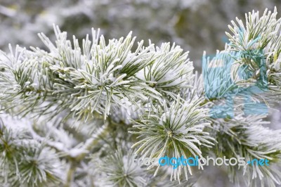 Winter Christmas Background Stock Photo