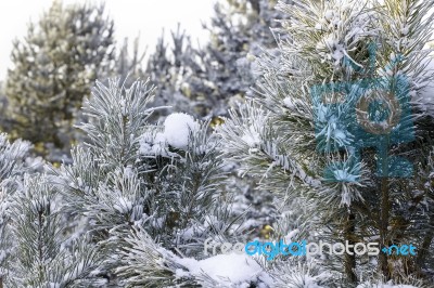 Winter Christmas Background Stock Photo