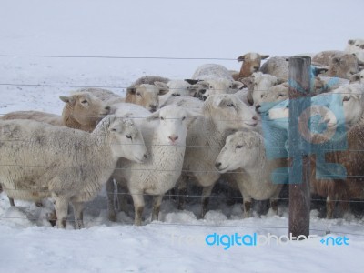 Winter Flock Of Sheep Stock Photo