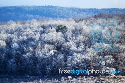 Winter Frost Stock Photo