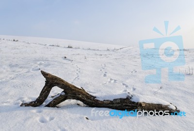 Winter Landscape Stock Photo