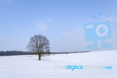 Winter Landscape Stock Photo