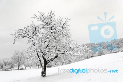 Winter Landscape Stock Photo