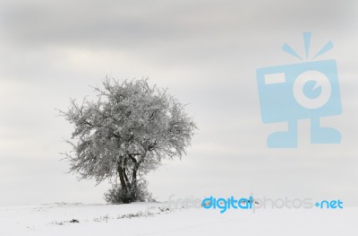 Winter Landscape Stock Photo