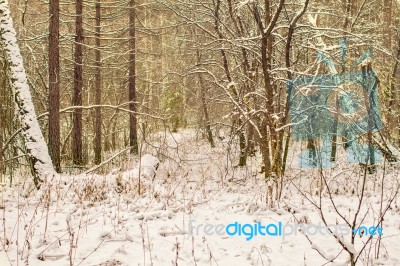 Winter Landscape Stock Photo