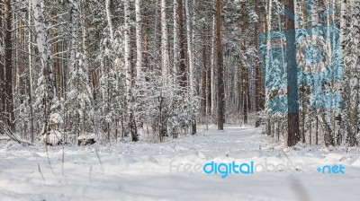 Winter Landscape Stock Photo