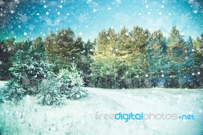 Winter Landscape Stock Photo