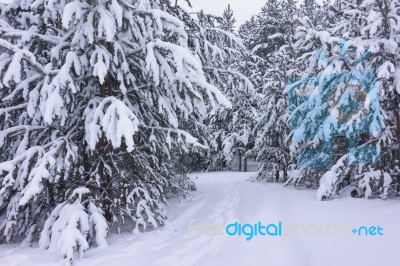 Winter Landscape Stock Photo