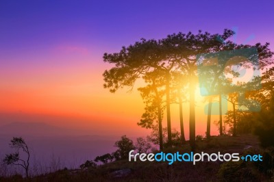 Winter Landscape Of Beautiful Sunset In The Pine Forest Stock Photo