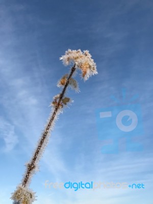 Winter Leaf On A Blue Sky Stock Photo