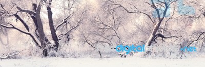 Winter Morning In Park. Frosty Christmas Morning Stock Photo