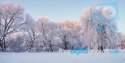 Winter Morning Panorama. Trees With Hoarfrost In Christmas Morni… Stock Photo