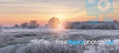 Winter Rising Sun Illuminate White Grass With Hoarfrost Stock Photo