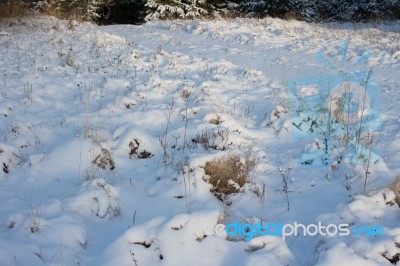 Winter Scene Stock Photo