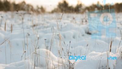 Winter Scene Stock Photo