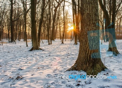 Winter Sunset In The Forest Stock Photo