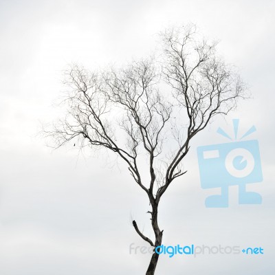 Winter Trees Stock Photo