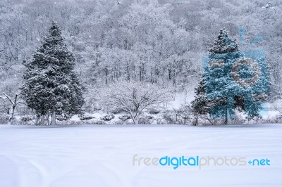 Winter Trees Covered With Fresh Snow Stock Photo