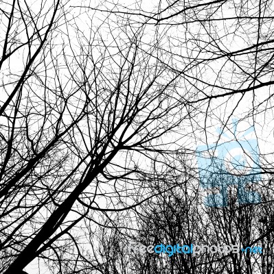 Winter Trees Without Leaves Stock Photo