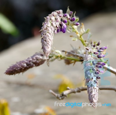 Wisteria Bursting Into Life Stock Photo