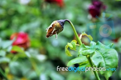 Withered Rose Stock Photo