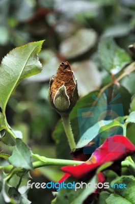 Withered Rose Stock Photo