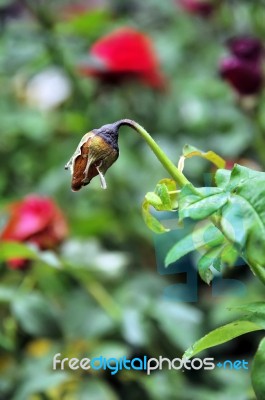 Withered Rose Stock Photo