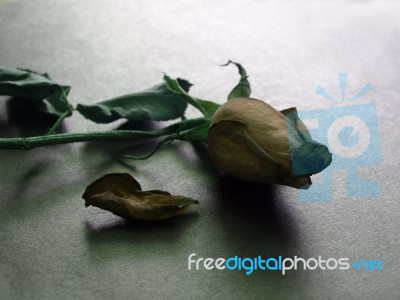 Withered Rose Stock Photo