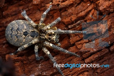 Wolf-spider Stock Photo