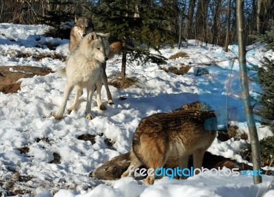 Wolves & Deer Stock Photo