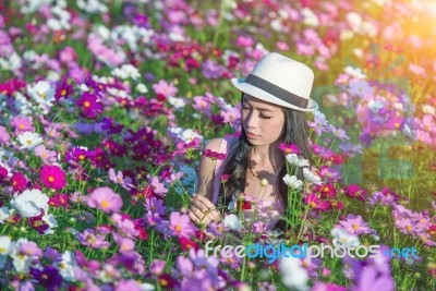 Woman And Cosmos Flowers Stock Photo