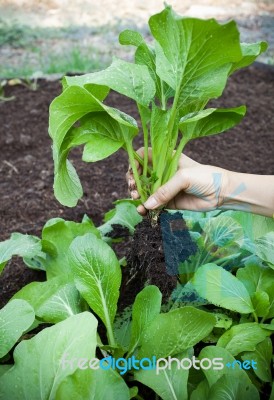 Woman Hand Harvesting Green Leaves Of Clean Organic Vegetable In… Stock Photo