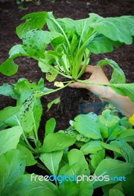 Woman Hand Harvesting Green Leaves Of Clean Organic Vegetable In Home Garden Farming Stock Photo