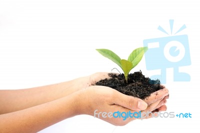 Woman Hand Holding A Little Green Tree Plant Stock Photo