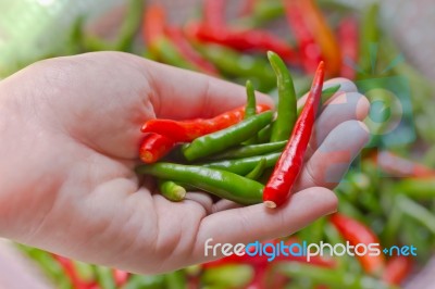 Woman Hand Holding Fresh Chili Peppers Stock Photo