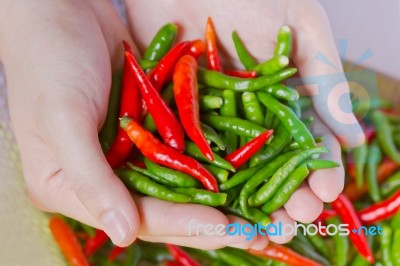 Woman Hands Holding Fresh Chili Peppers Stock Photo