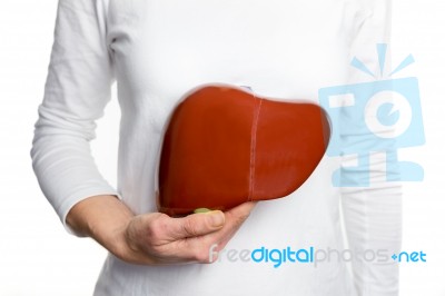 Woman Holding Human Liver Model At White Body Stock Photo