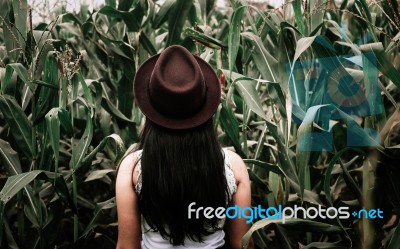 Woman In Corn Field Stock Photo