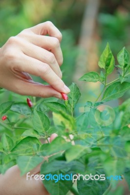 Woman Pick  The Chili Stock Photo